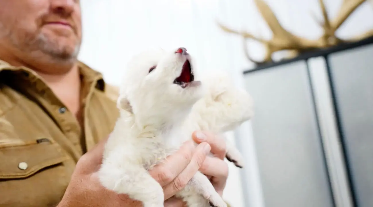 ادعای احیای گونه‌ای منقرض‌شده از گرگ‌های مربوط به عصر یخبندان؛ بزرگ‌ترین رخداد علمی 2025؟