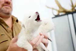 ادعای احیای گونه‌ای منقرض‌شده از گرگ‌های مربوط به عصر یخبندان؛ بزرگ‌ترین رخداد علمی 2025؟