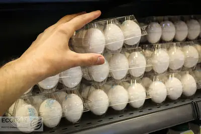 فوری/ تخم‌مرغ ارزان شد؟