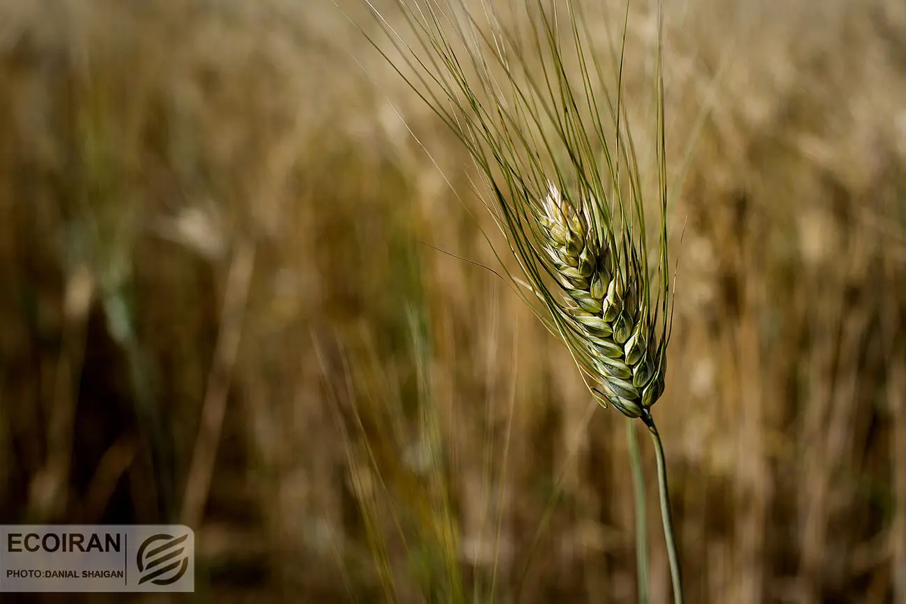 رکورد شکنی قیمتی محصولات کشاورزی؛ تهدید امنیت غذایی