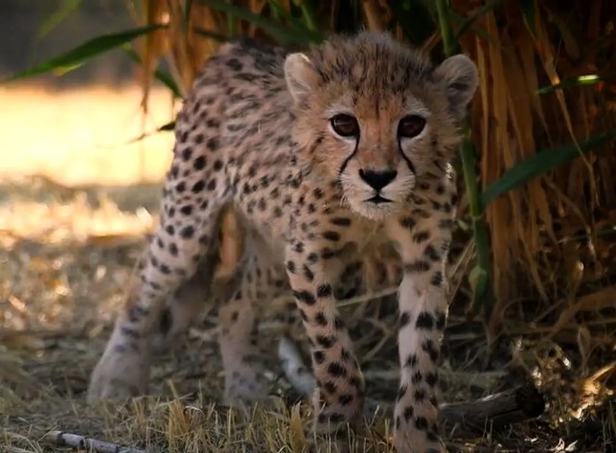 پیروز به بیمارستان منتقل شد