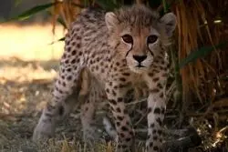 پیروز به بیمارستان منتقل شد