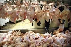 مرغ گران شد / کیلویی 76هزار تا 169 هزار تومان 