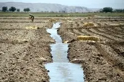 بحران شوری خاک؛ تهدیدی پنهان برای امنیت غذایی