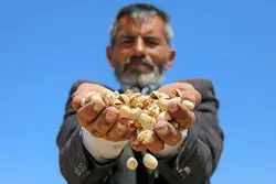 صرافان و خودروسازان هوس پسته کردند!