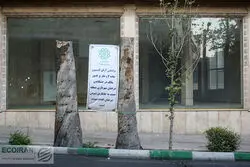 دست های پنهان به دنبال درخت کشی در پایتخت 
