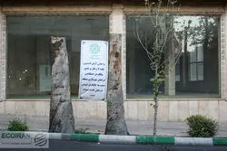 دست های پنهان به دنبال درخت کشی در پایتخت 
