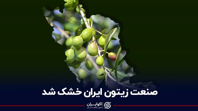 صنعت زیتون ایران خشک شد