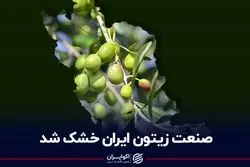صنعت زیتون ایران خشک شد