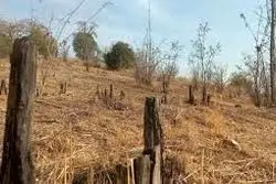 کاشت 50 هزار درخت در پارک جنگلی چیتگر