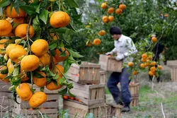 روی خوش بازار چین به مرکبات ایران