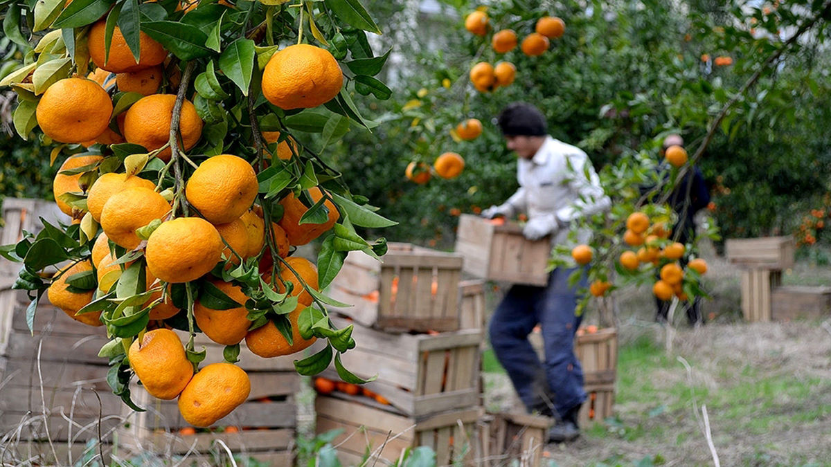 روی خوش بازار چین به مرکبات ایران