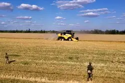 روس‌ها صادرات گندم را ارزان کردند، ذرت را گران