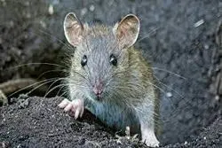 عامل اصلی افزایش جمعیت موش درتهران 