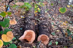 واکنش موزه فرش به قطع مجدد درختان؛ برای ساخت‌وساز نیست، برای بازآفرینی و احیاست