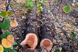 واکنش موزه فرش به قطع مجدد درختان؛ برای ساخت‌وساز نیست، برای بازآفرینی و احیاست