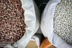حباب قیمت لوبیا چیتی؛ عرضه قطره‌چکانی و کاهش تولید داخلی