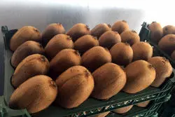 برگشت یک محموله 20 تنی کیوی از امارات