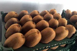 برگشت یک محموله 20 تنی کیوی از امارات
