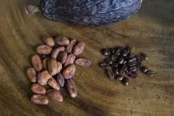 چگونه پدیده ال‌نینو بر قیمت کاکائو اثر گذاشته است؟