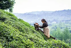 چای خارجی گران شد؛ قیمت چای ایرانی ثابت ماند