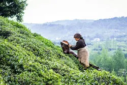 چای خارجی گران شد؛ قیمت چای ایرانی ثابت ماند