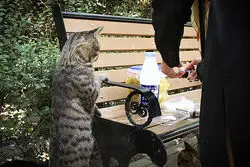 افزایش گربه‌ گزیدگی در شمال و شرق تهران 