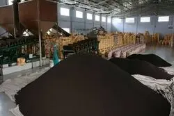 آغاز رسمی ثبت سفارش چای و حبوبات؛ تامین نیاز تابستانه کلید خورد