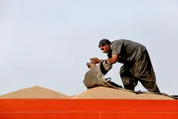 واردات نصف شد؛ تبعات حذف اوکراین از بازار گندم جهان