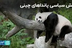 پانداهای چینی دوباره به آمریکا برمی‌گردند؟ 