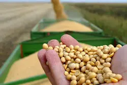 تخلیه 15.5 میلیون تن کالای اساسی؛ بیشترین سهم به سویا رسید