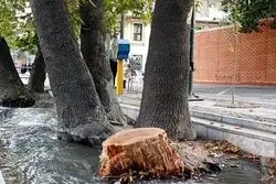 ارزان سازی درخت کشی درتهران؛باهدف افزایش درختکاری

