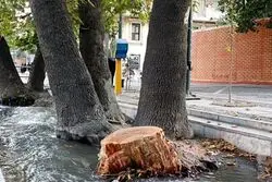 ارزان سازی درخت کشی درتهران؛باهدف افزایش درختکاری

