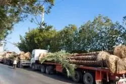 نخل های مفت ایرانی برگشت خورد