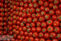 گوجه فرنگی ایران به کجا صادر می‌شود؟