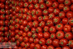 گوجه فرنگی ایران به کجا صادر می‌شود؟