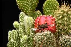 معجزه فناوری؛ ربات‌هایی که جای زنبورها را می‌گیرند