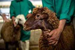 قیمت جدید دام‌زنده ۲۸ مهر ۱۴۰۴ اعلام شد + جدول