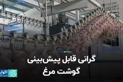 علت گرانی قیمت مرغ 