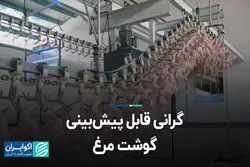 علت گرانی قیمت مرغ 