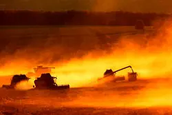 پشت پرده رشد صادرات گندم روسیه به آفریقا