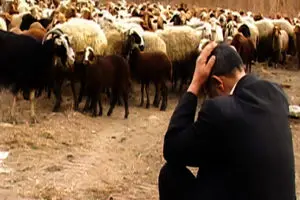 70 همت برای دامداران؛ مُسکن مالی یا اصلاح سیاستی؟