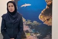 رصد کوسه‌ در سواحل کیش؛ پاسخ اداره محیط زیست به نگرانی‌ها