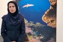 رصد کوسه‌ در سواحل کیش؛ پاسخ اداره محیط زیست به نگرانی‌ها