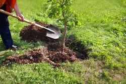 اجرای طرح کاشت یک میلیارد درخت با مشارکت مردم و جوامع محلی