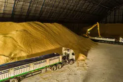 شکر گران می‌شود؟/ محدودیت‌های صادرات هند تغییر نمی‌کند