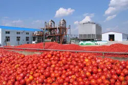 حذف قیمت گذاری دستوری رب و تن ماهی/ سیگنال شنبه صنعت محصولات غذایی