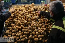  پاسخ شهرداری به کیفیت پایین سیب زمینی؛تهرانی ها نگران سیب،پرتقال و خرمانباشند 